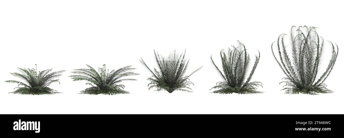 3d illustration of set Polystichum Munitum bush isolated on white background Stock Photo