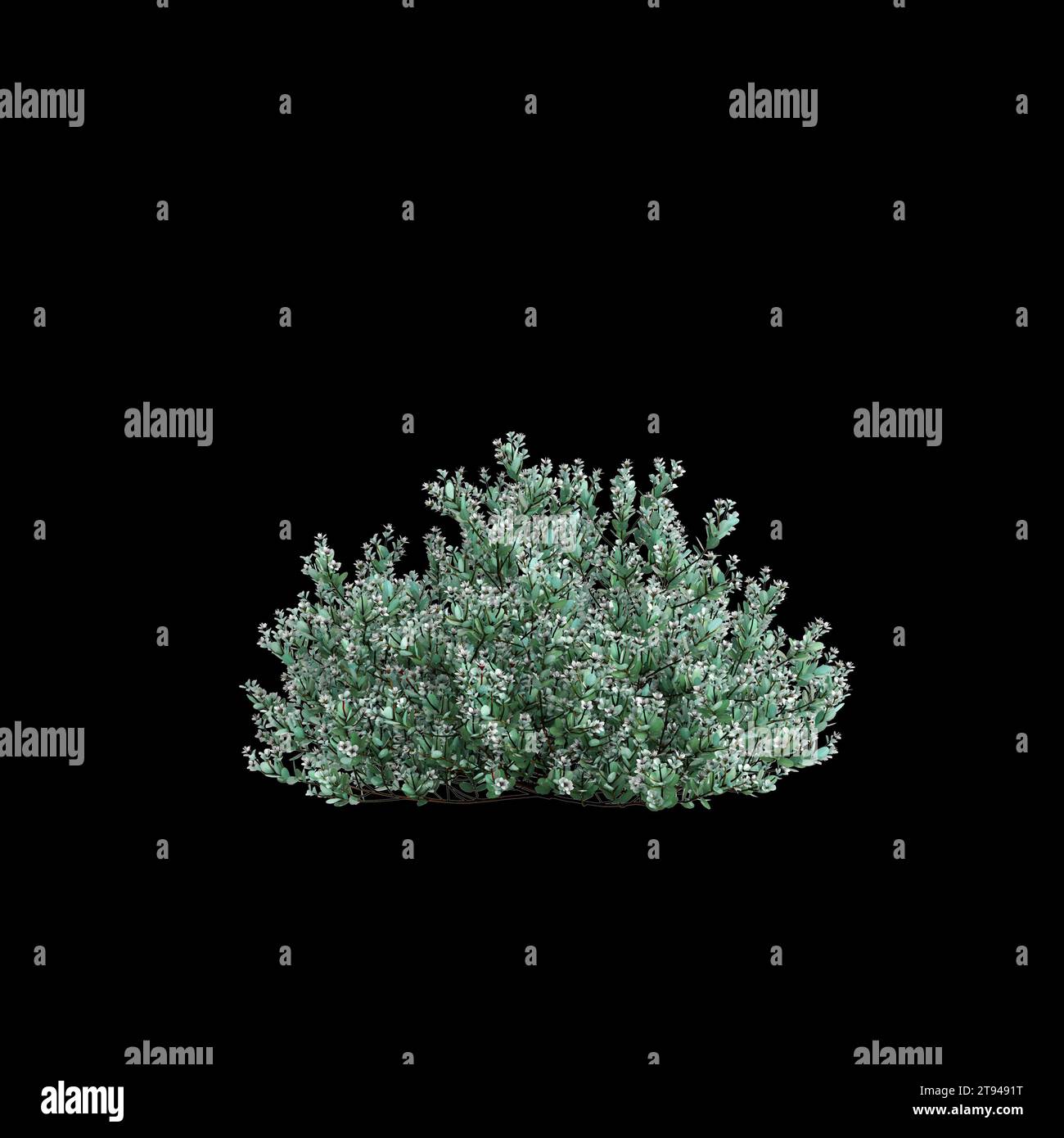 3d illustration of Correa Alba bush isolated on black background Stock Photo