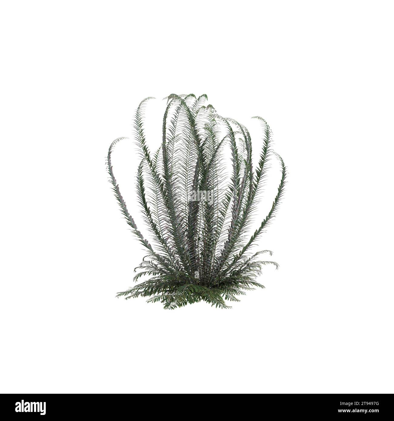 3d illustration of Polystichum Munitum bush isolated on white background Stock Photo
