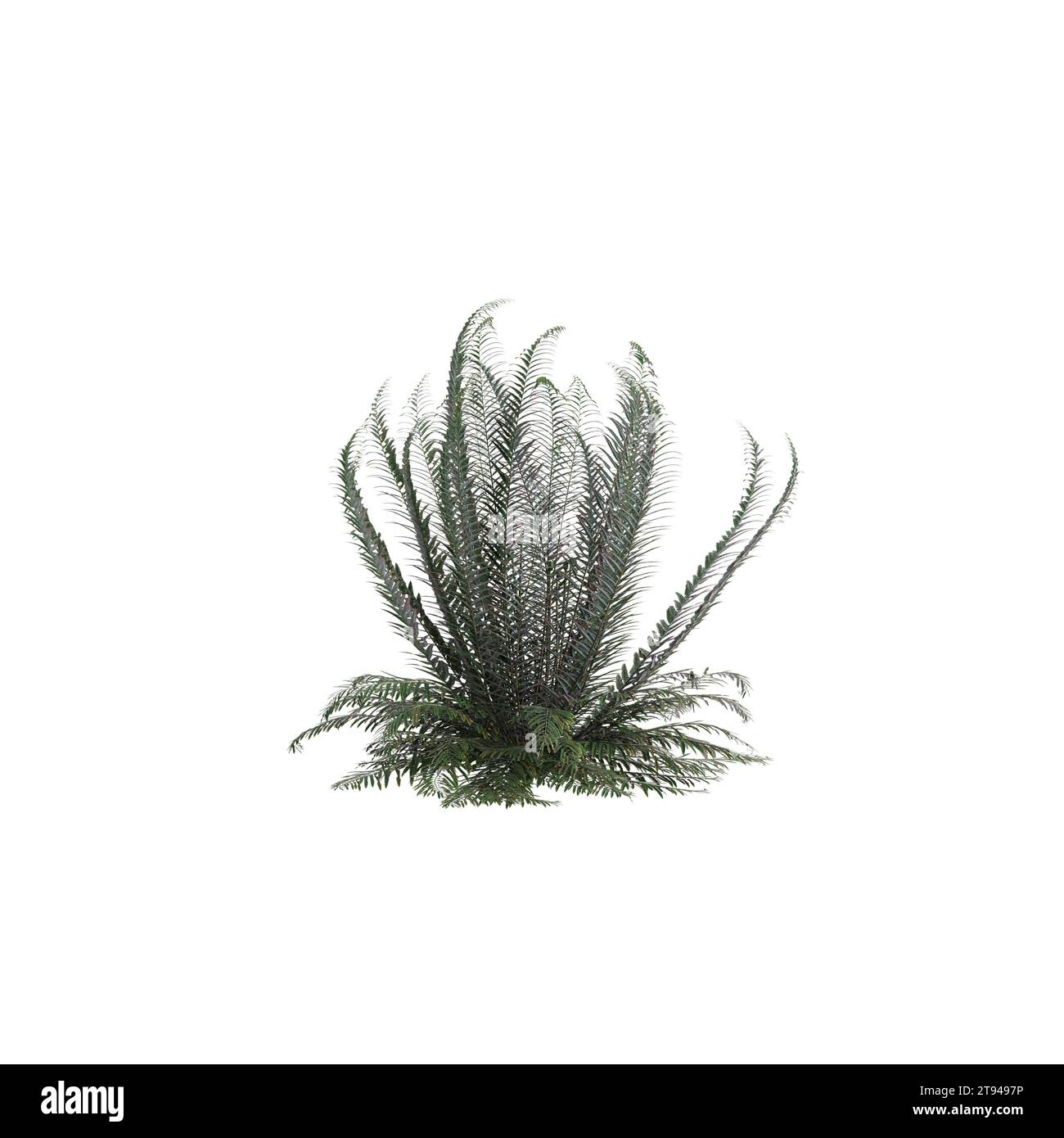 3d illustration of Polystichum Munitum bush isolated on white background Stock Photo