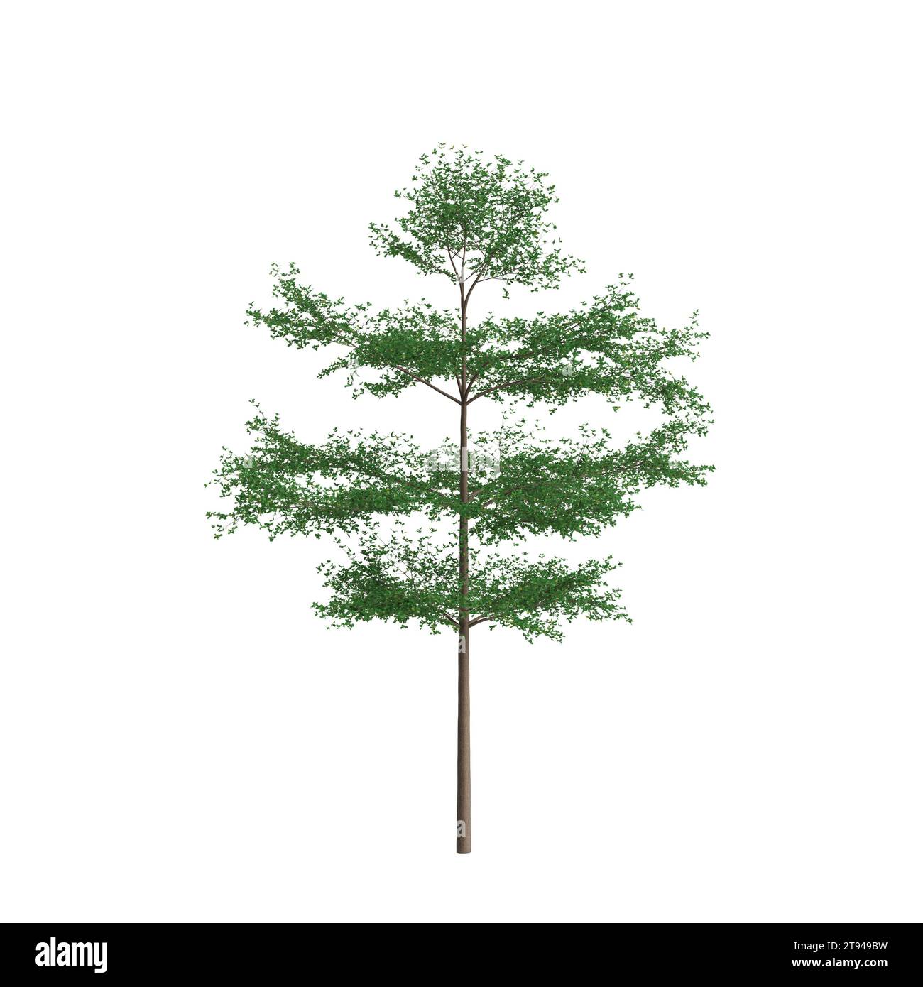 3d illustration of Terminalia mantaly tree isolated on white background Stock Photo