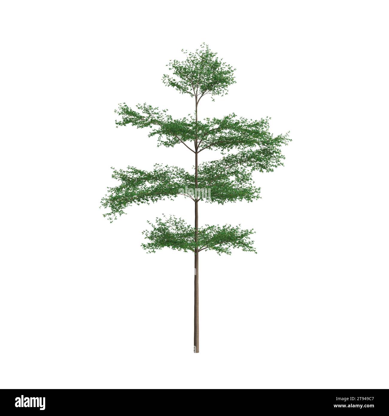 3d illustration of Terminalia mantaly tree isolated on white background Stock Photo