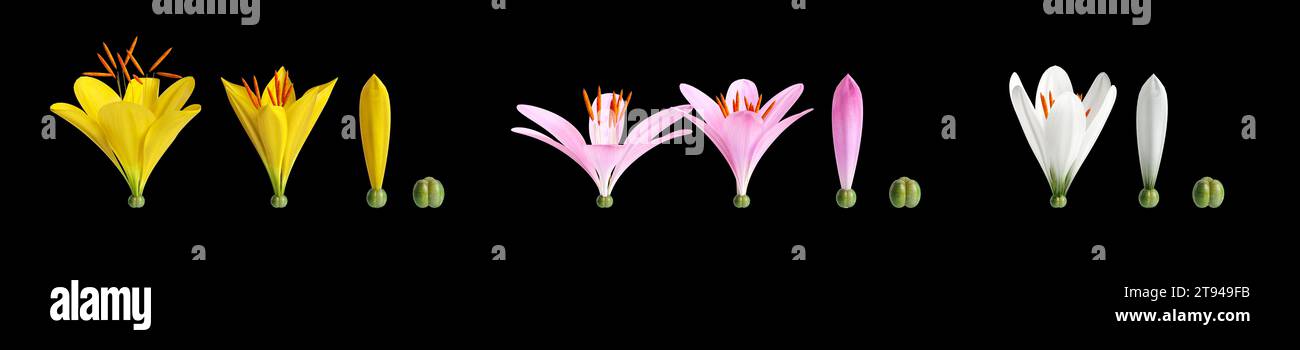 3d illustration of Zephyranthes flower isolated on black baclground Stock Photo