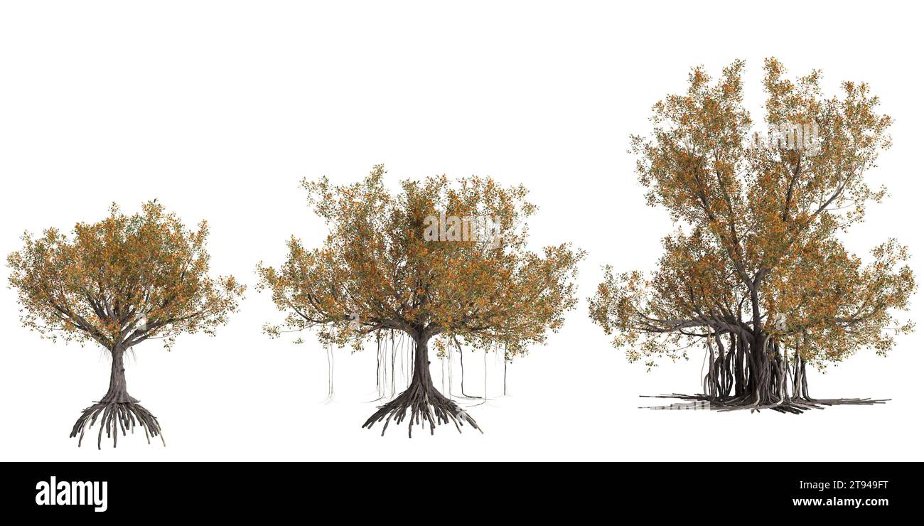 3d illustration of set Ficus Macrophylla tree isolated on white baclground Stock Photo