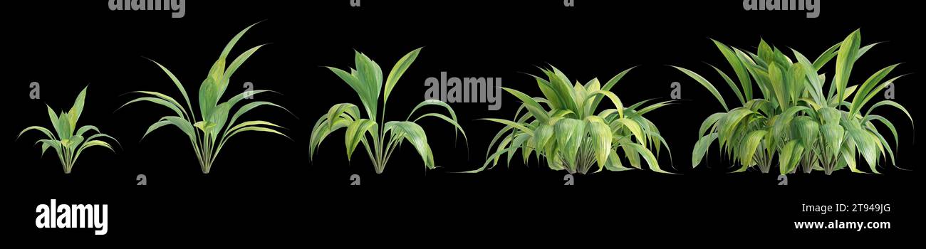 3d illustration of set Capitulata Palm Grass isolated on black baclground Stock Photo