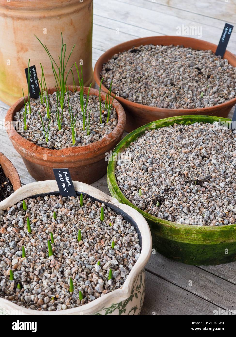 Small rustic spring pots topped with gravel with bulb shoots poking through Stock Photo Alamy