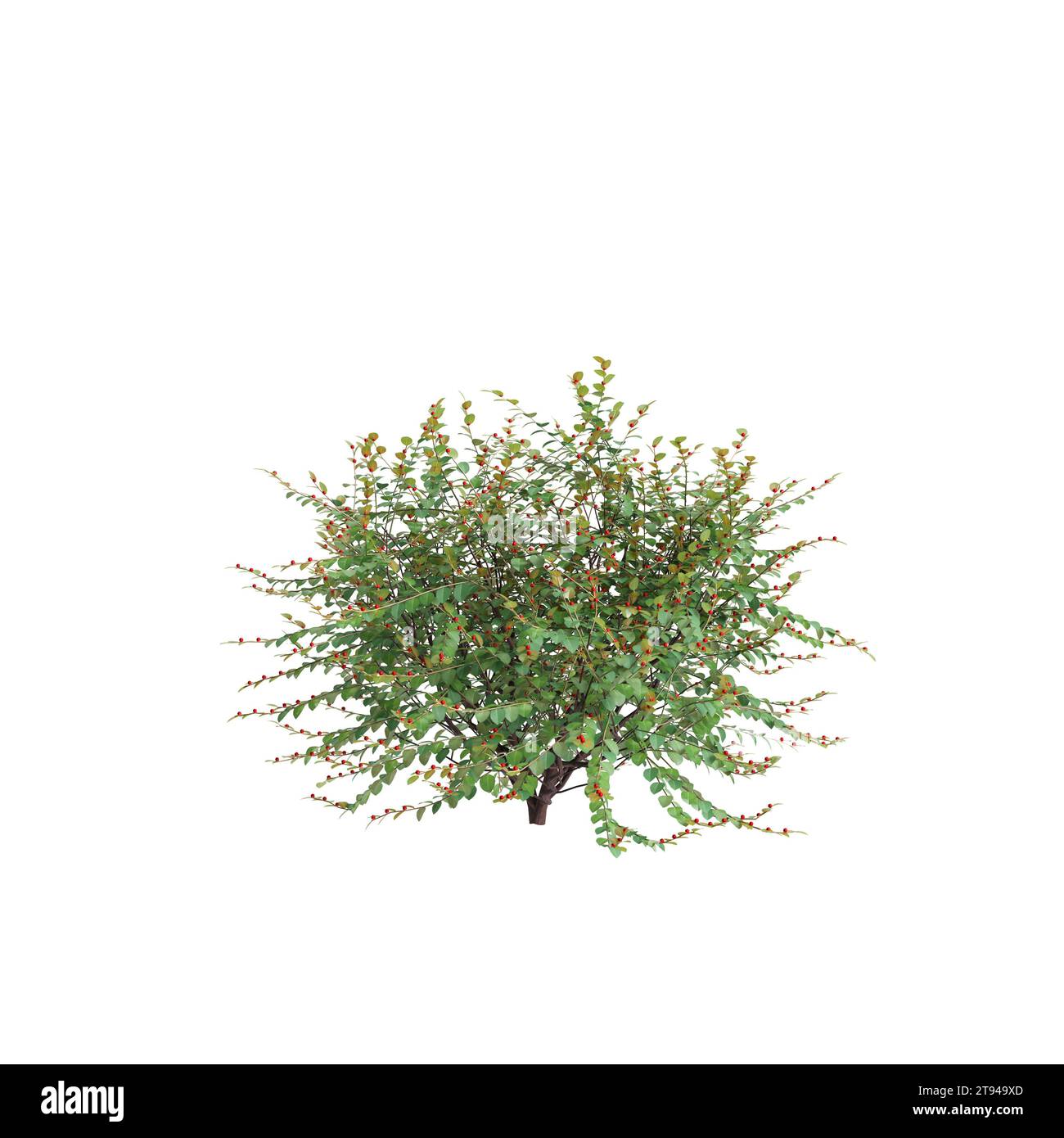 3d illustration of Breynia Vitis-Idaea bush isolated on white baclground Stock Photo