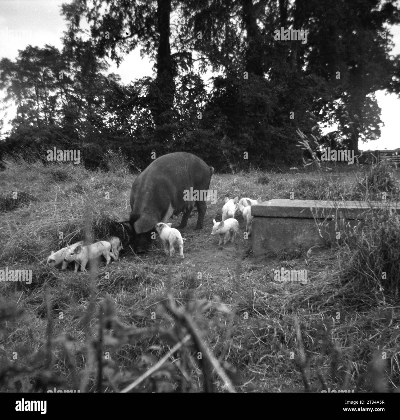 1960s, historical, piglets with mother pig on field in farm, England, UK. Stock Photo