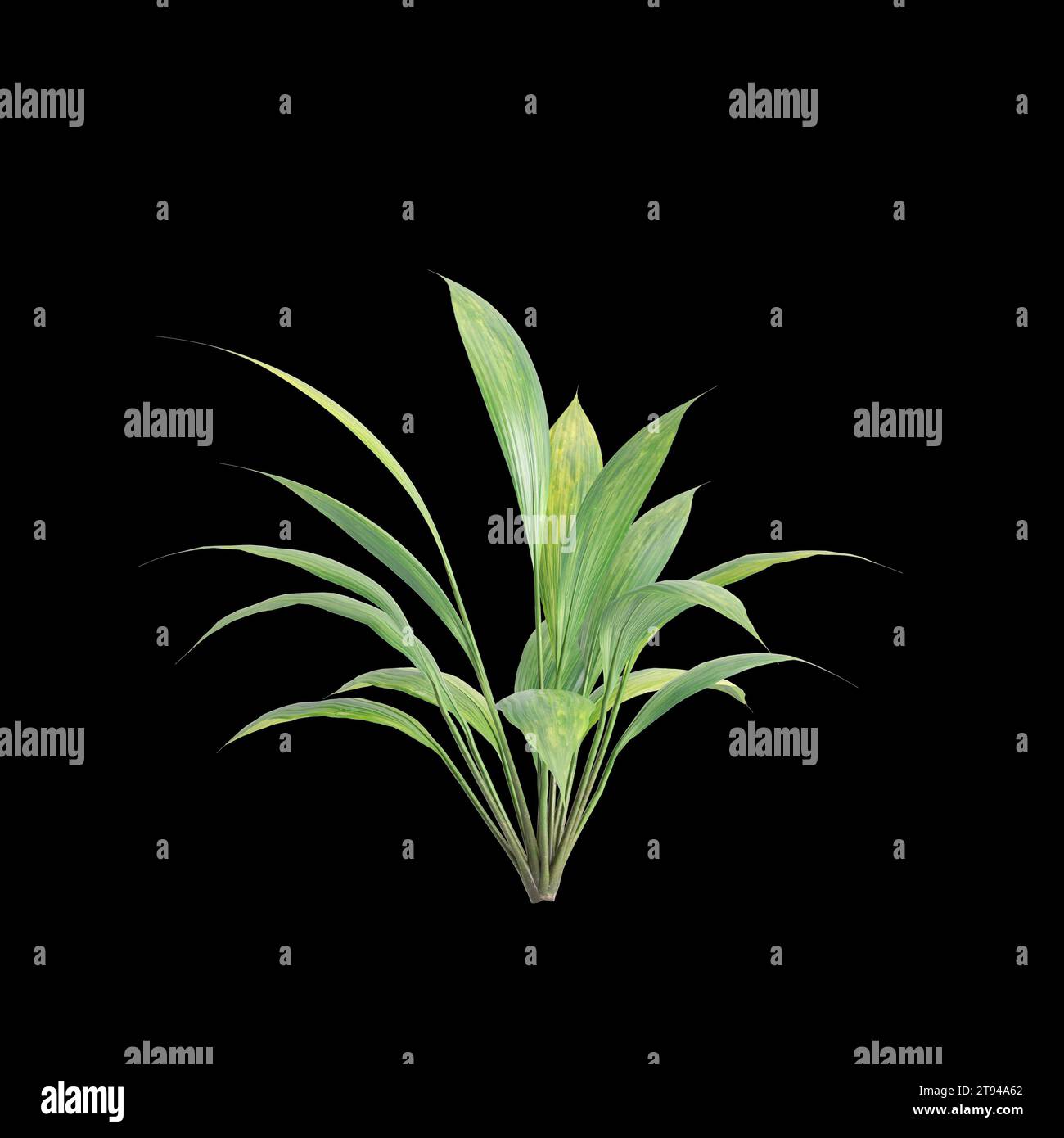 3d illustration of Capitulata Palm Grass isolated on black baclground Stock Photo