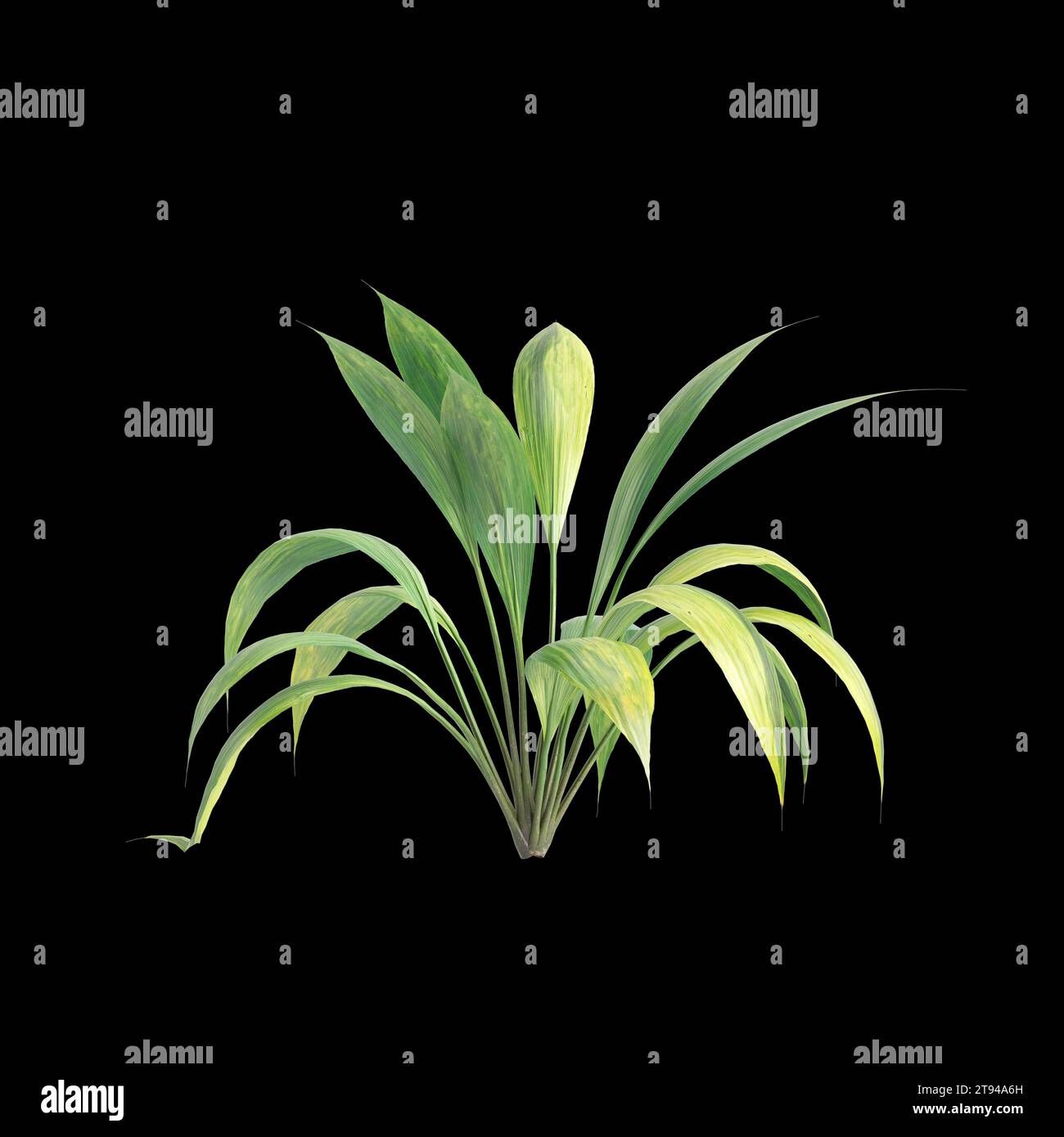 3d illustration of Capitulata Palm Grass isolated on black baclground Stock Photo