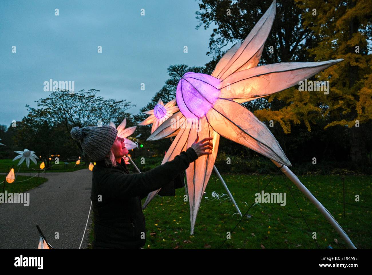 Haywards Heath UK 22nd November 2023 - Artist Michelle Dufaur checks out a flower at the opening night at the Kew Wakehurst Glow Wild lantern trail tonight . This yearÕs theme invites visitors to reflect on the awe-inspiring moments in the natural world as the trail celebrates its tenth anniversary with over 1000 handmade lanterns lining the one mile route : Credit Simon Dack / Alamy Live News Stock Photo
