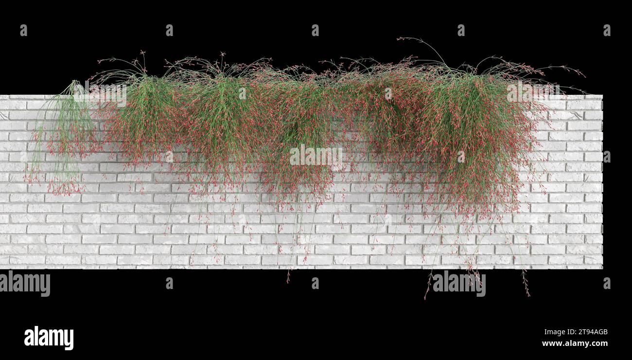 3d illustration of Russelia Equisetiformis hanging over white brick, isolated on black background Stock Photo