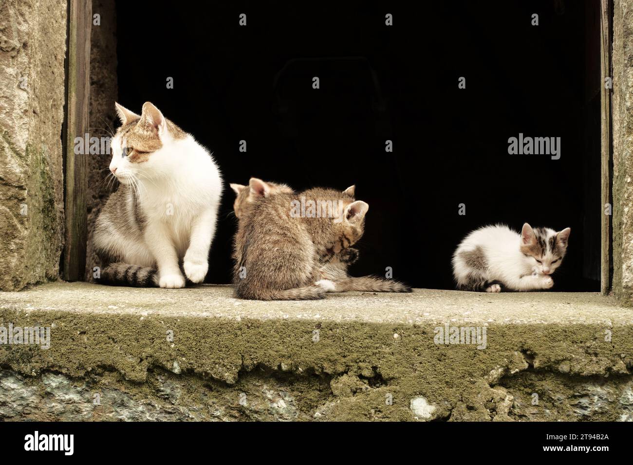 cat and kittens in Raca Monastery, Serbia Stock Photo