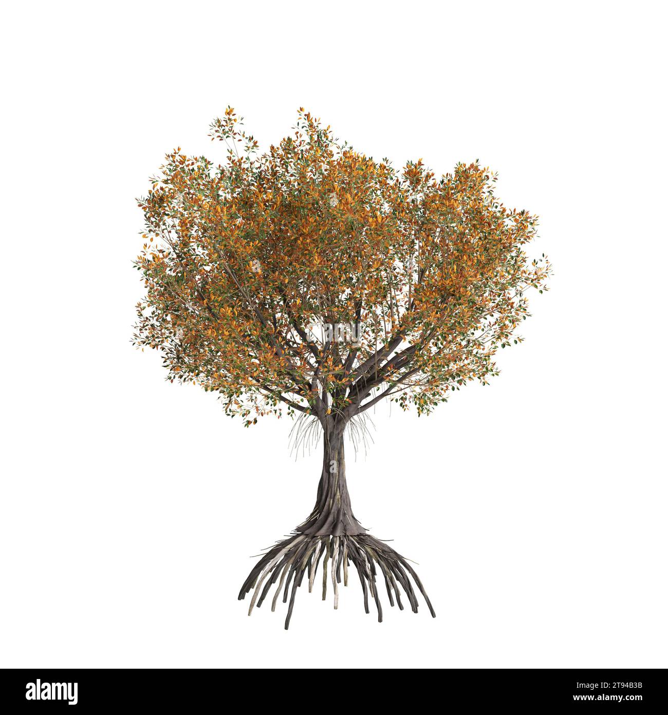 3d illustration of Ficus Macrophylla tree isolated on white background Stock Photo