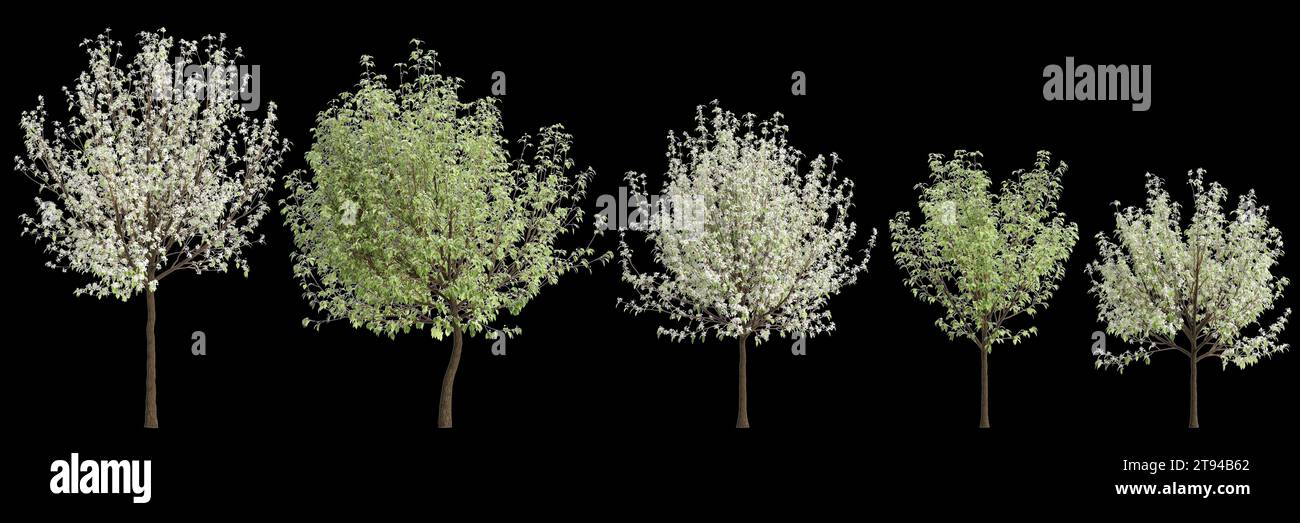 3d illustration of set Pyrus nivalis tree isolated black background Stock Photo