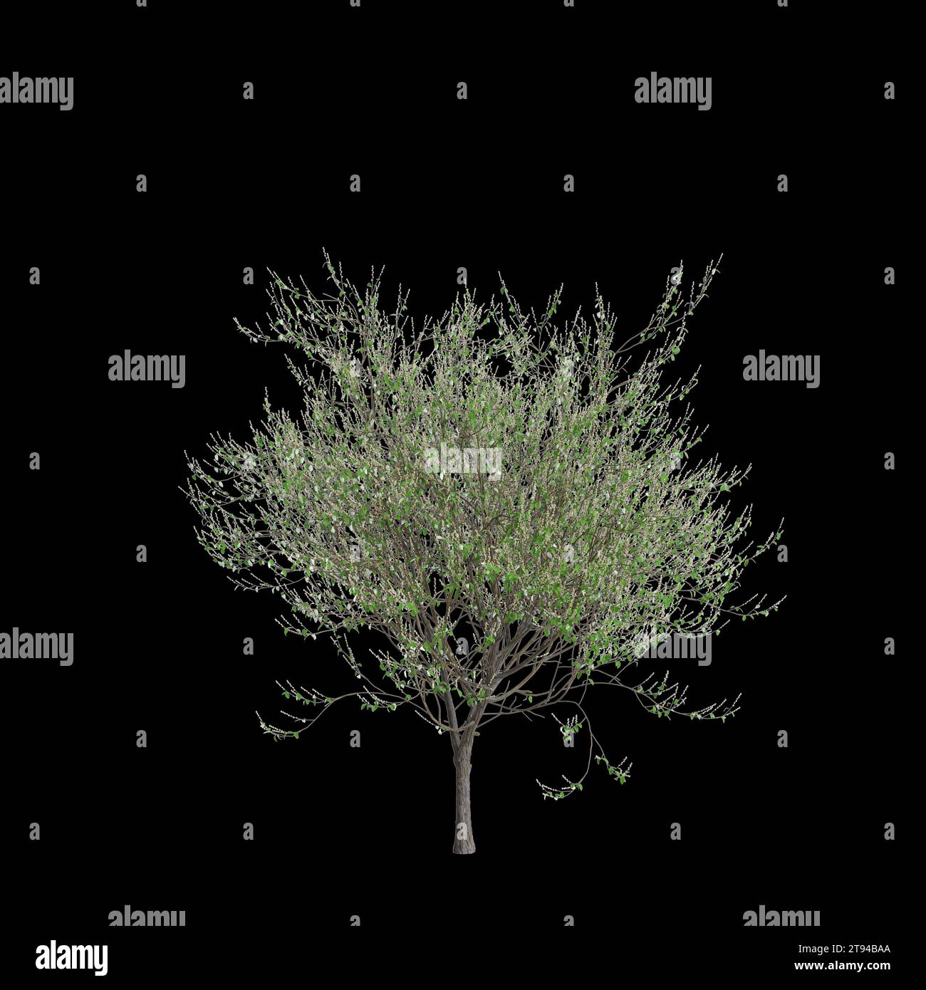 3d illustration of Salix caprea tree isolated black background Stock Photo