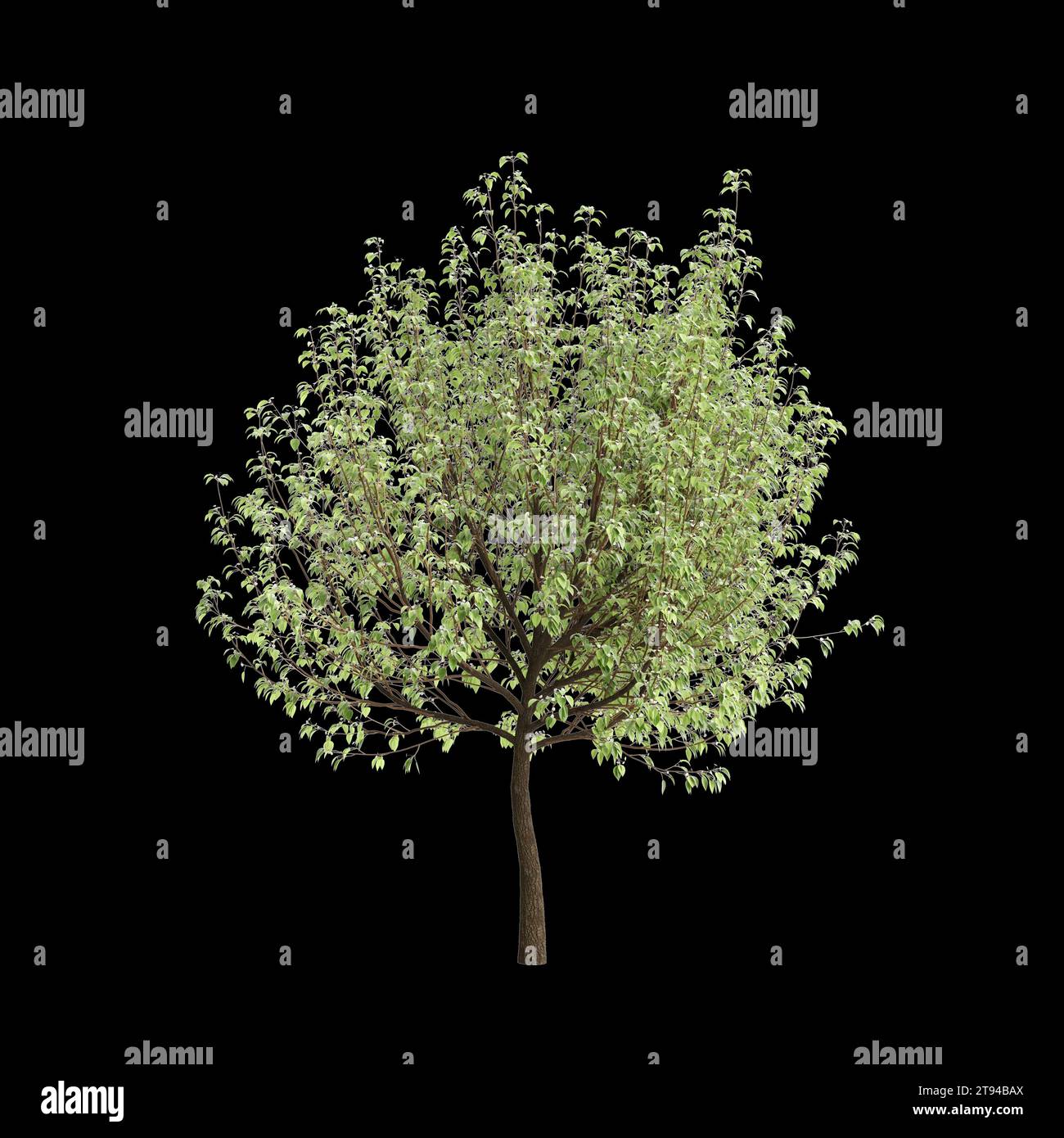3d illustration of Pyrus nivalis tree isolated black background Stock Photo