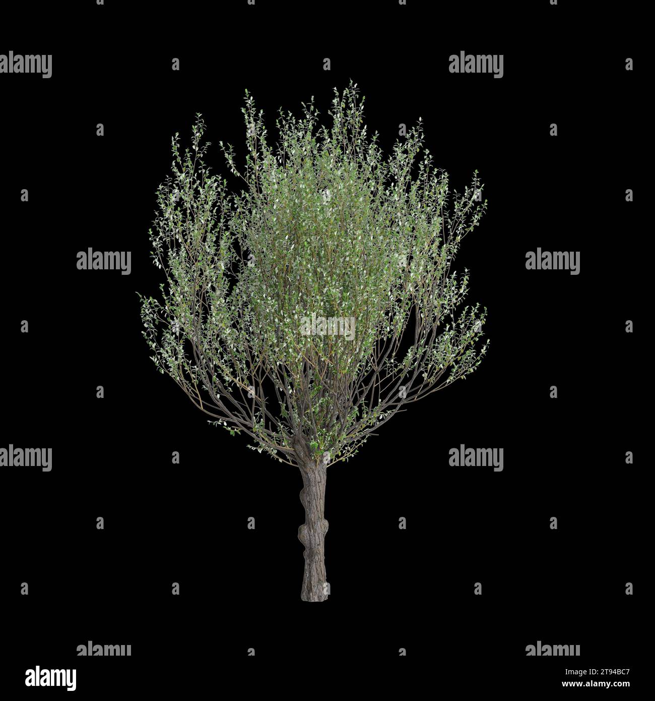 3d illustration of Salix caprea tree isolated black background Stock Photo