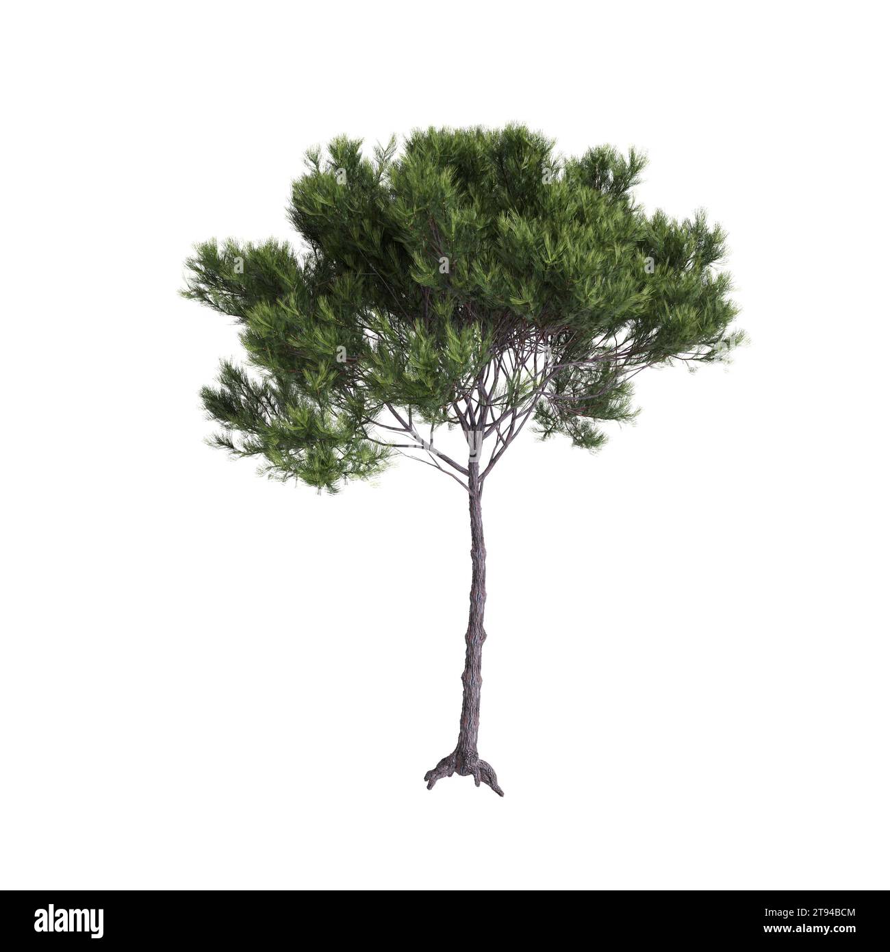 3d illustration of Pinus pinea tree isolated white background Stock Photo