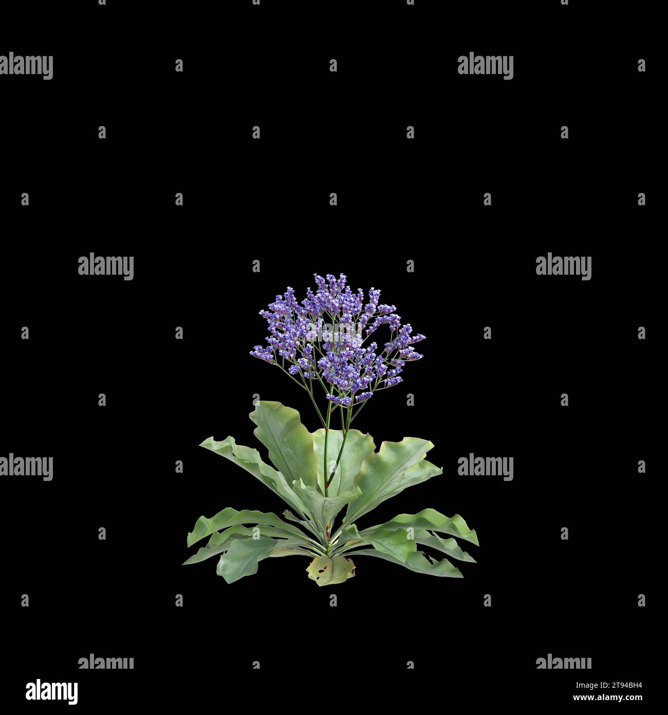 3d illustration of Limonium perezii bush isolated black background Stock Photo