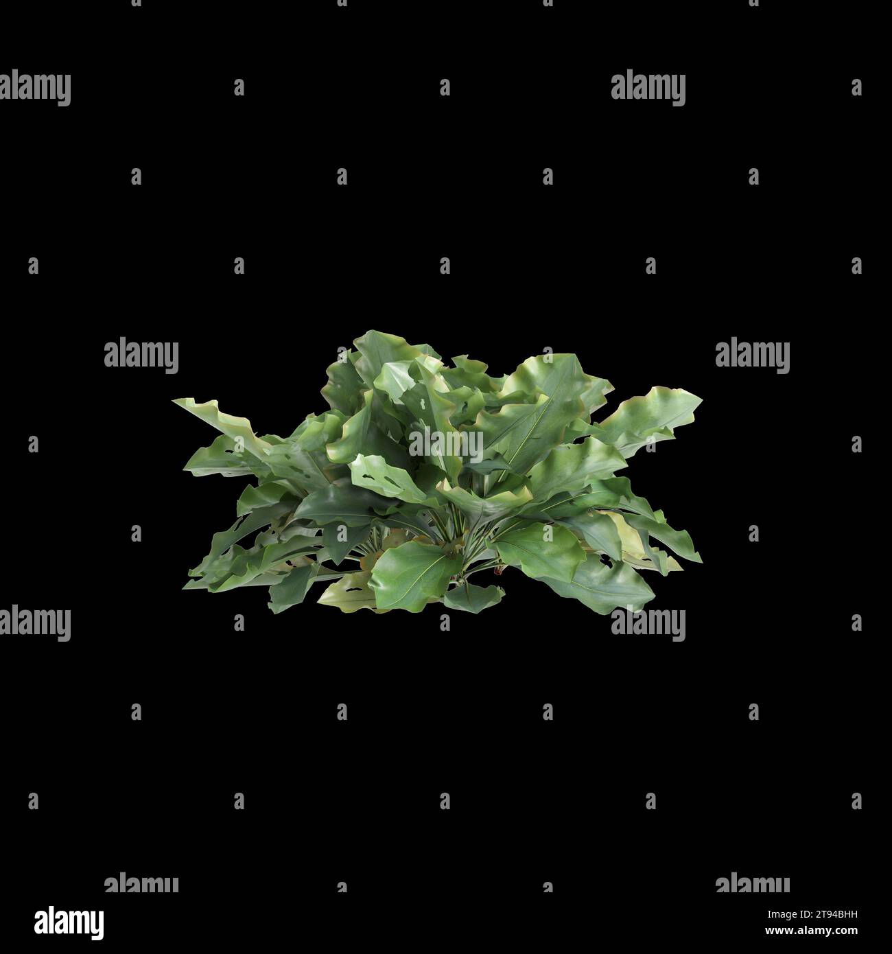 3d illustration of Limonium perezii bush isolated black background Stock Photo