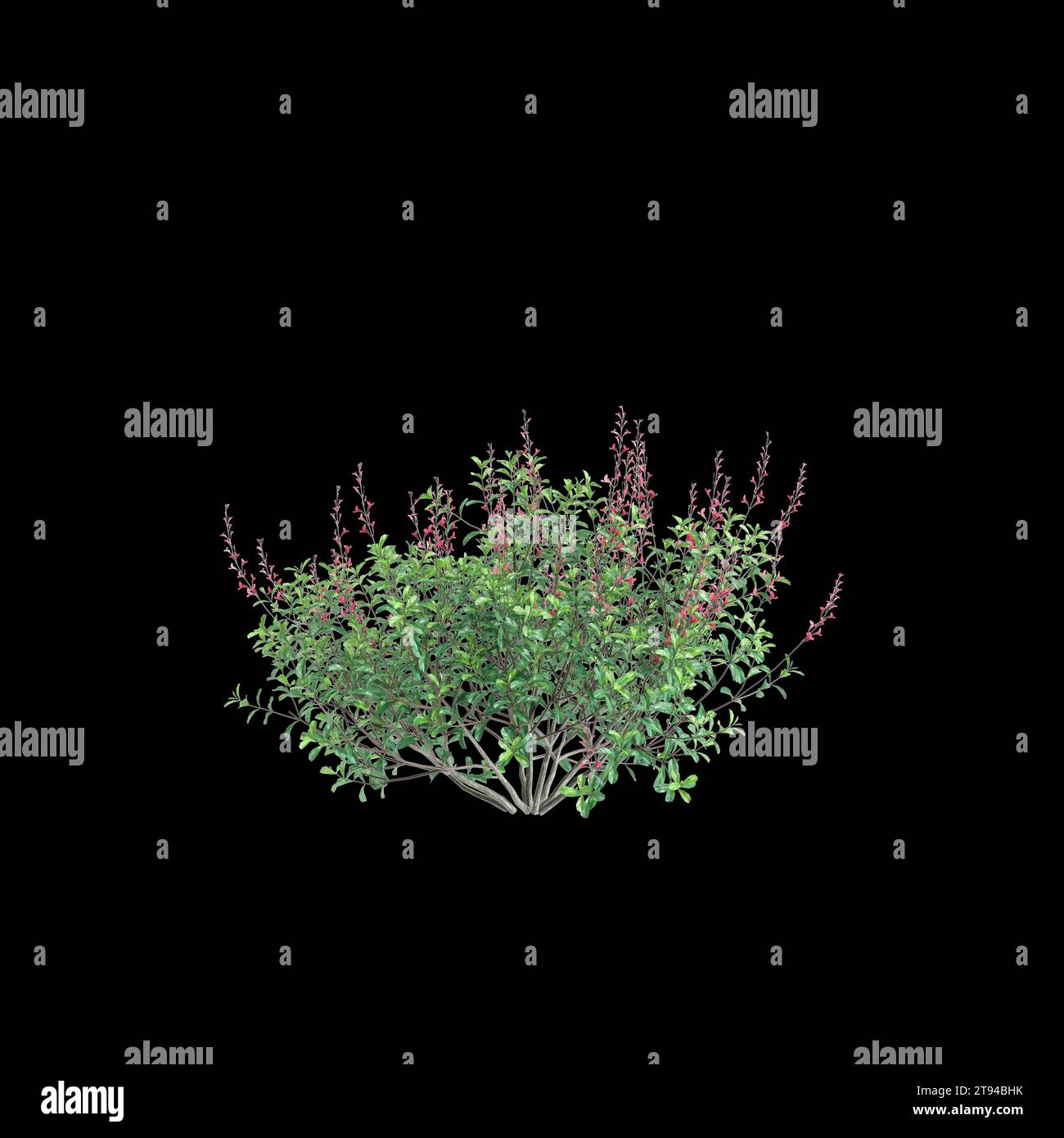 3d illustration of Salvia greggii bush isolated black background Stock Photo