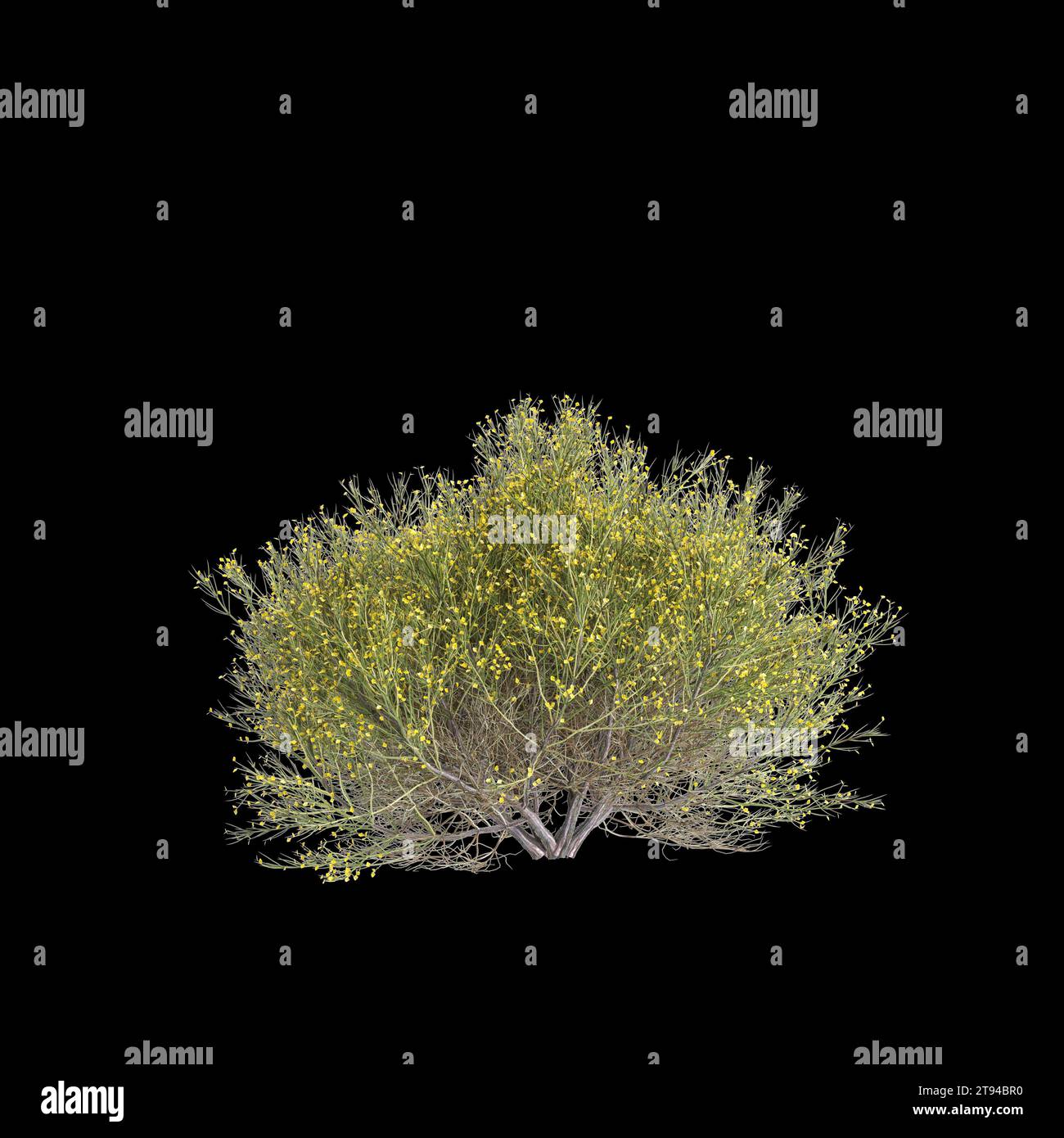 3d illustration of Genista acanthoclada bush isolated black background Stock Photo