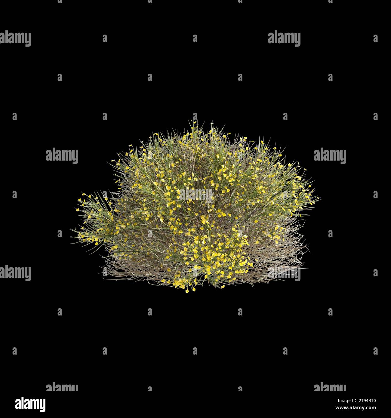 3d illustration of Genista acanthoclada bush isolated black background Stock Photo