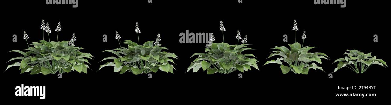 3d illustration of set Hosta plantaginea bush isolated on black background Stock Photo