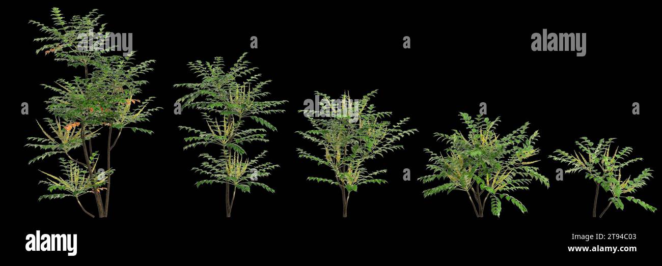 3d illustration of set Mahonia japonica tree isolated on black background Stock Photo