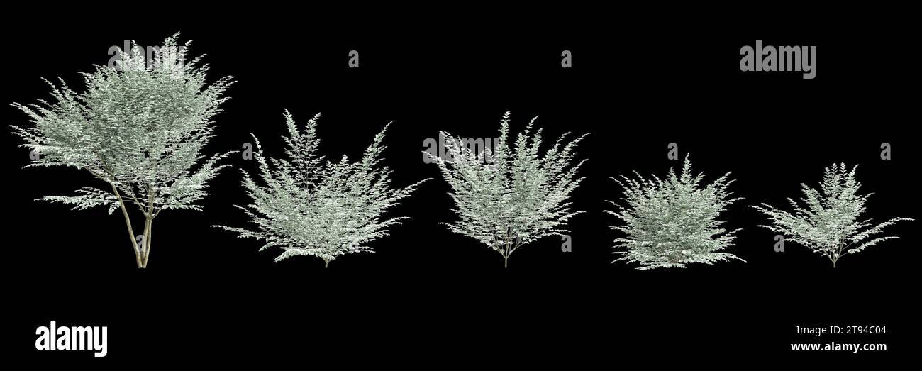 3d illustration of set Ligustrum sinense Variegatum tree isolated on black background Stock Photo