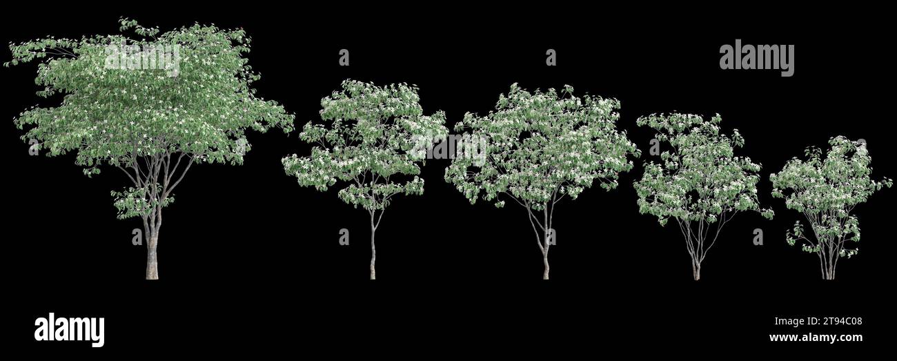 3d illustration of set Cornus kousa tree isolated on black background Stock Photo