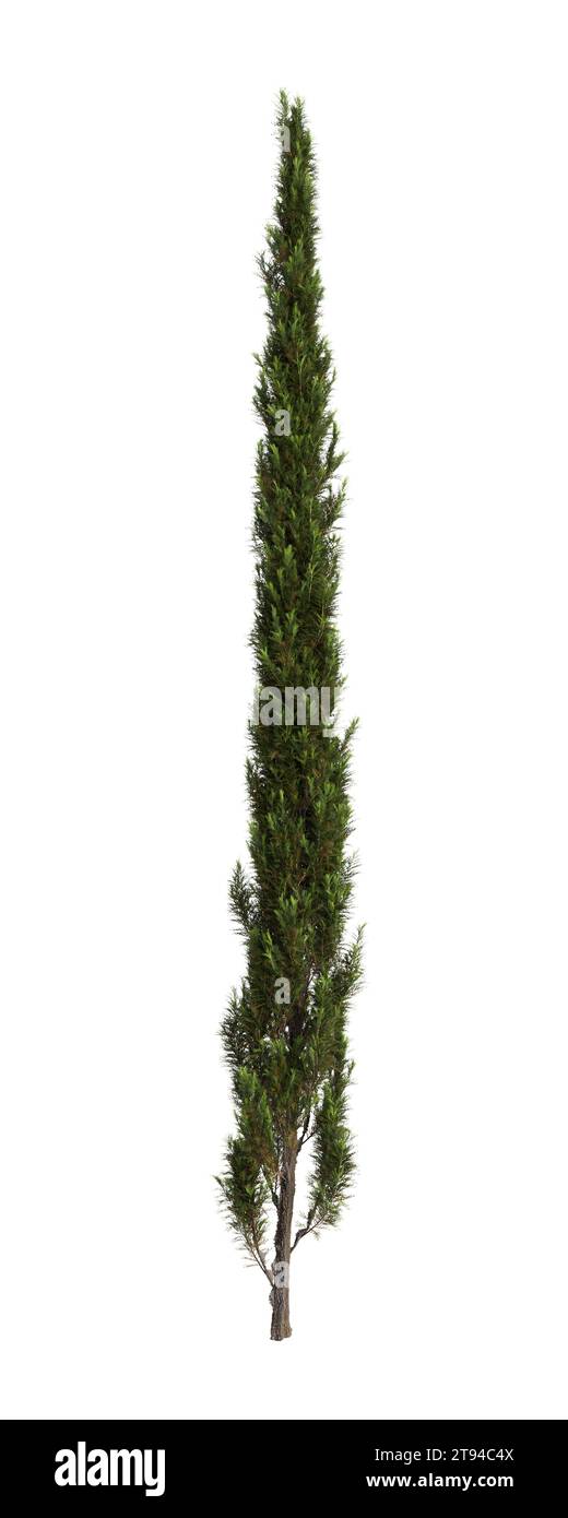 3d illustration of Cupressus sempervirens tree isolated white background Stock Photo