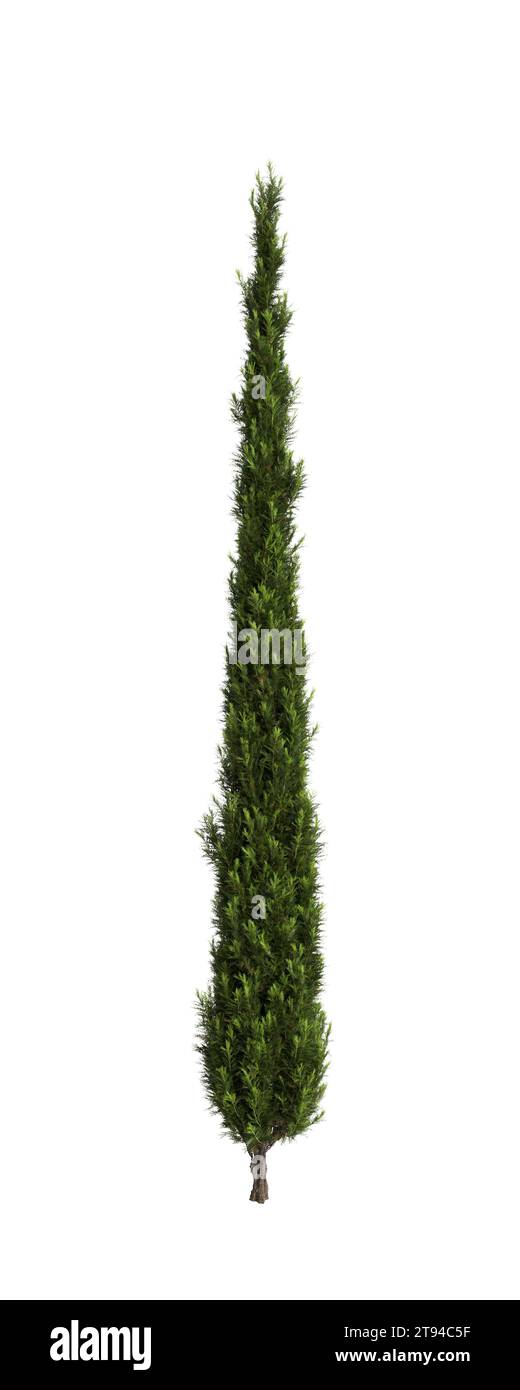 3d illustration of Cupressus sempervirens tree isolated white background Stock Photo