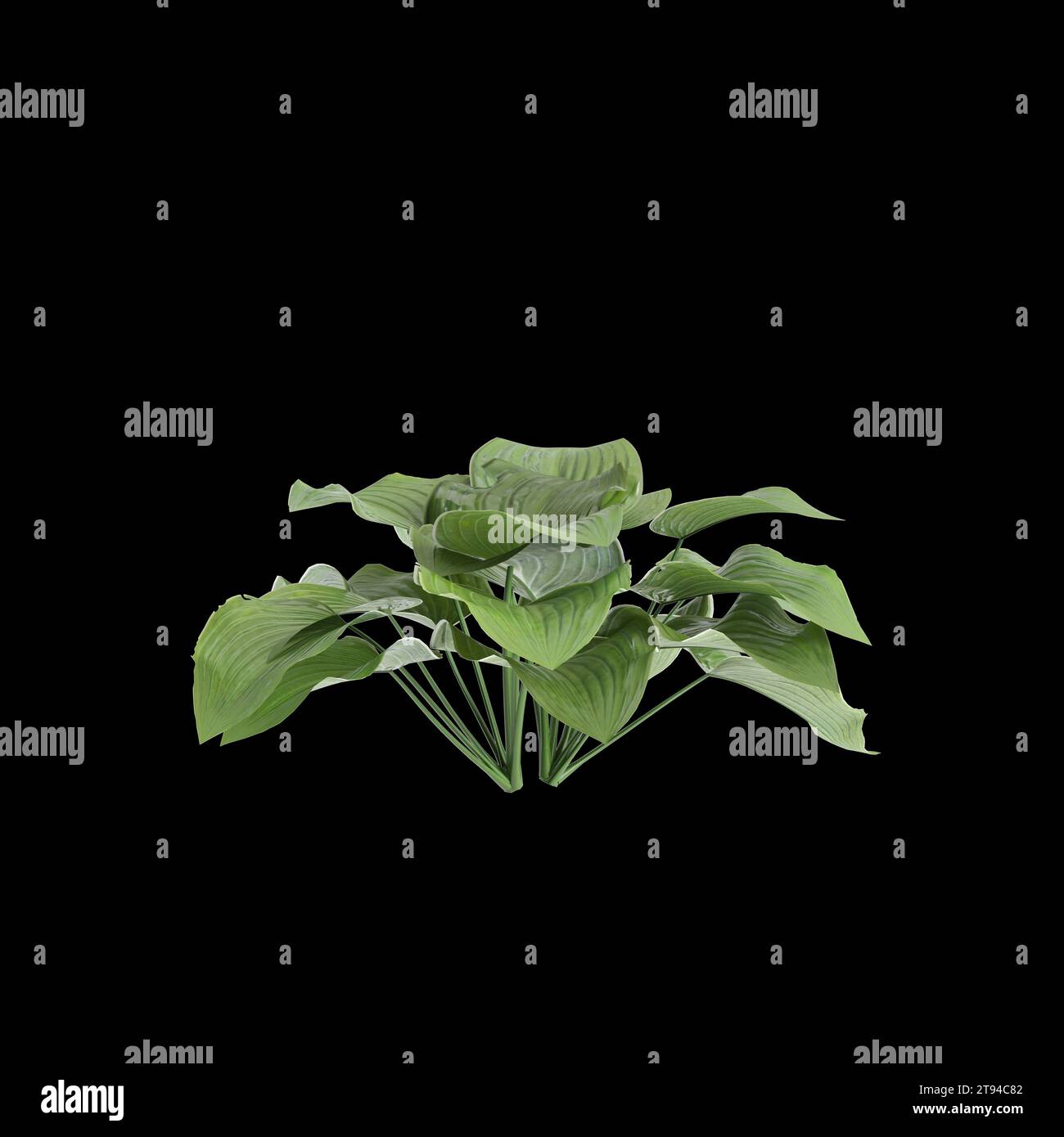 3d illustration of Hosta plantaginea bush isolated on black background Stock Photo