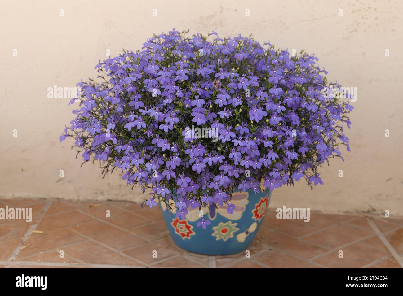 Blue lobelia flowers in a flower pot Stock Photo