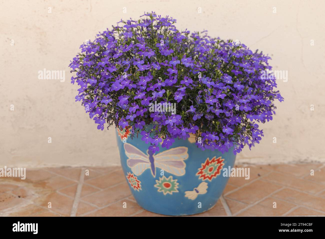 Blue lobelia flowers in a flower pot Stock Photo
