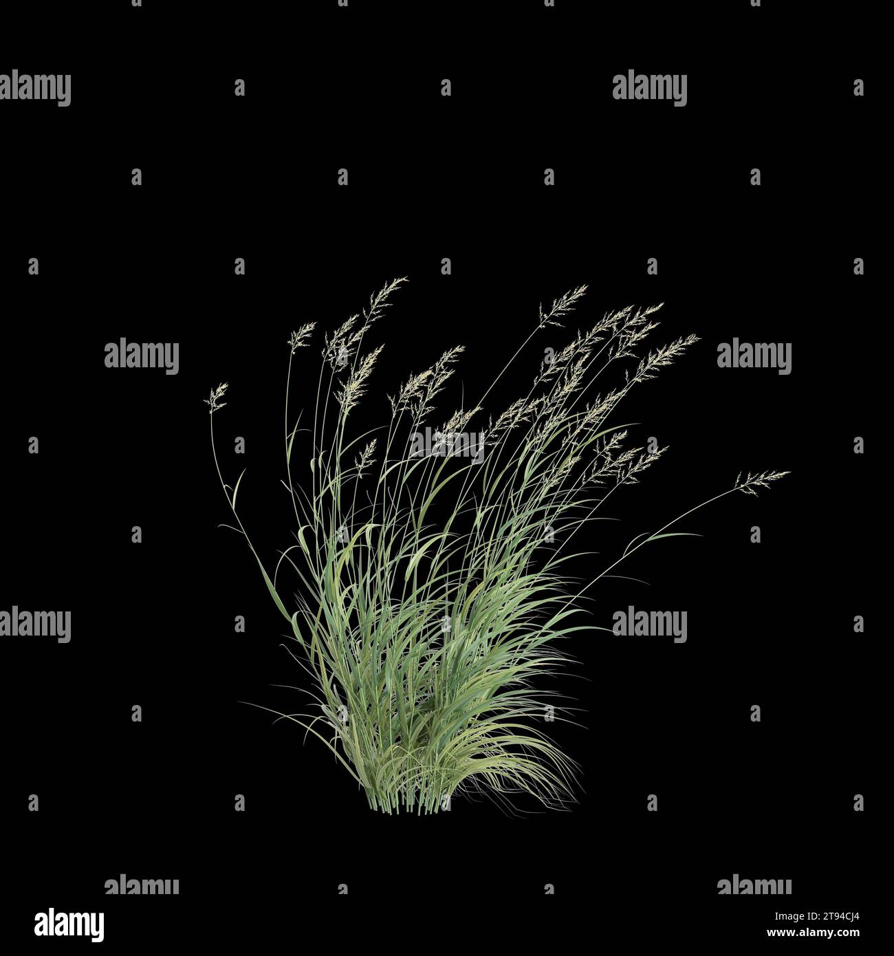 3d illustration of Phalaris Arundinacea bush isolated on black background Stock Photo