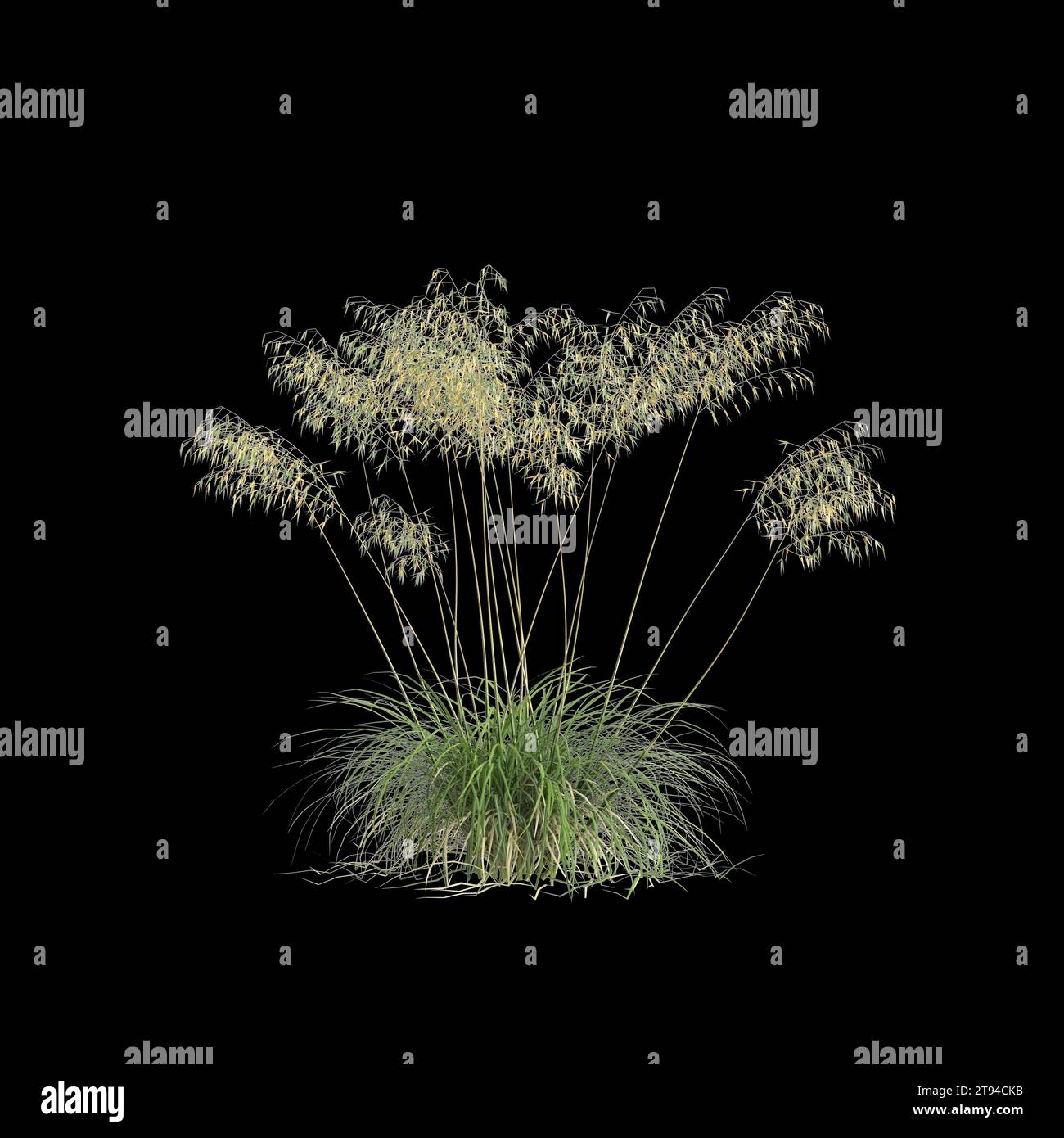 3d illustration of Stipa Gigantea bush isolated on black background ...