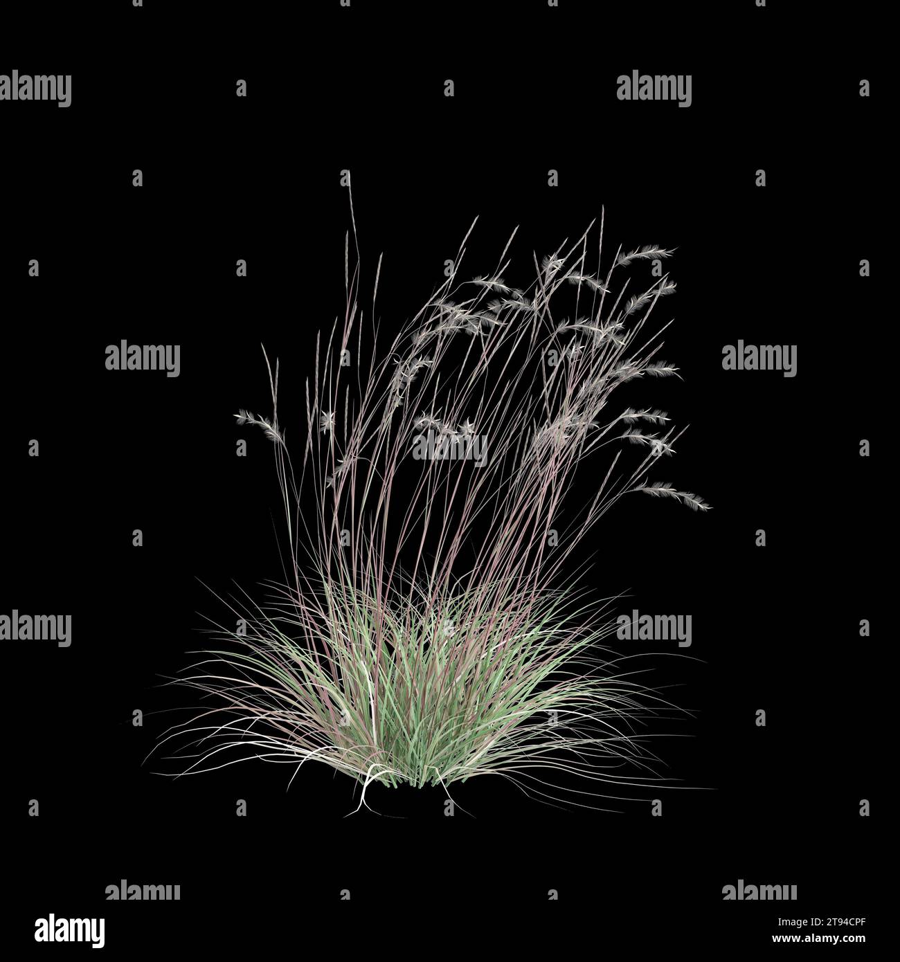 3d illustration of Schizachyrium Scoparium bush isolated on black background Stock Photo