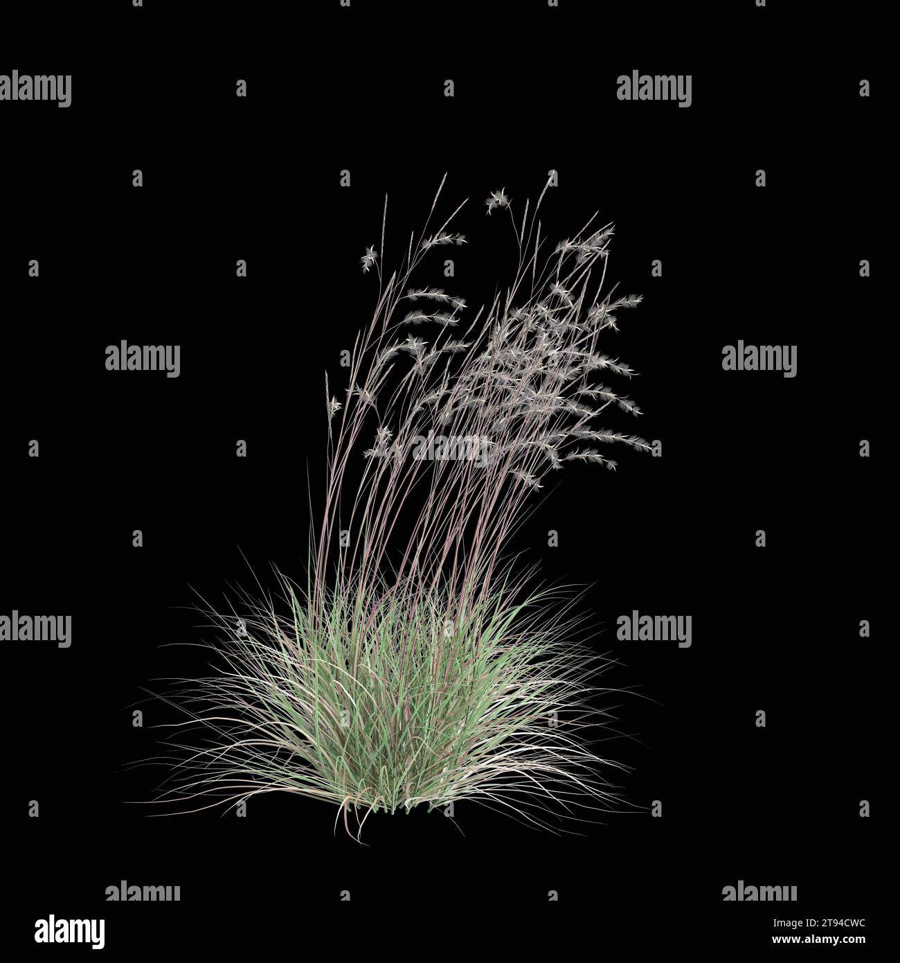 3d illustration of Schizachyrium Scoparium bush isolated on black background Stock Photo