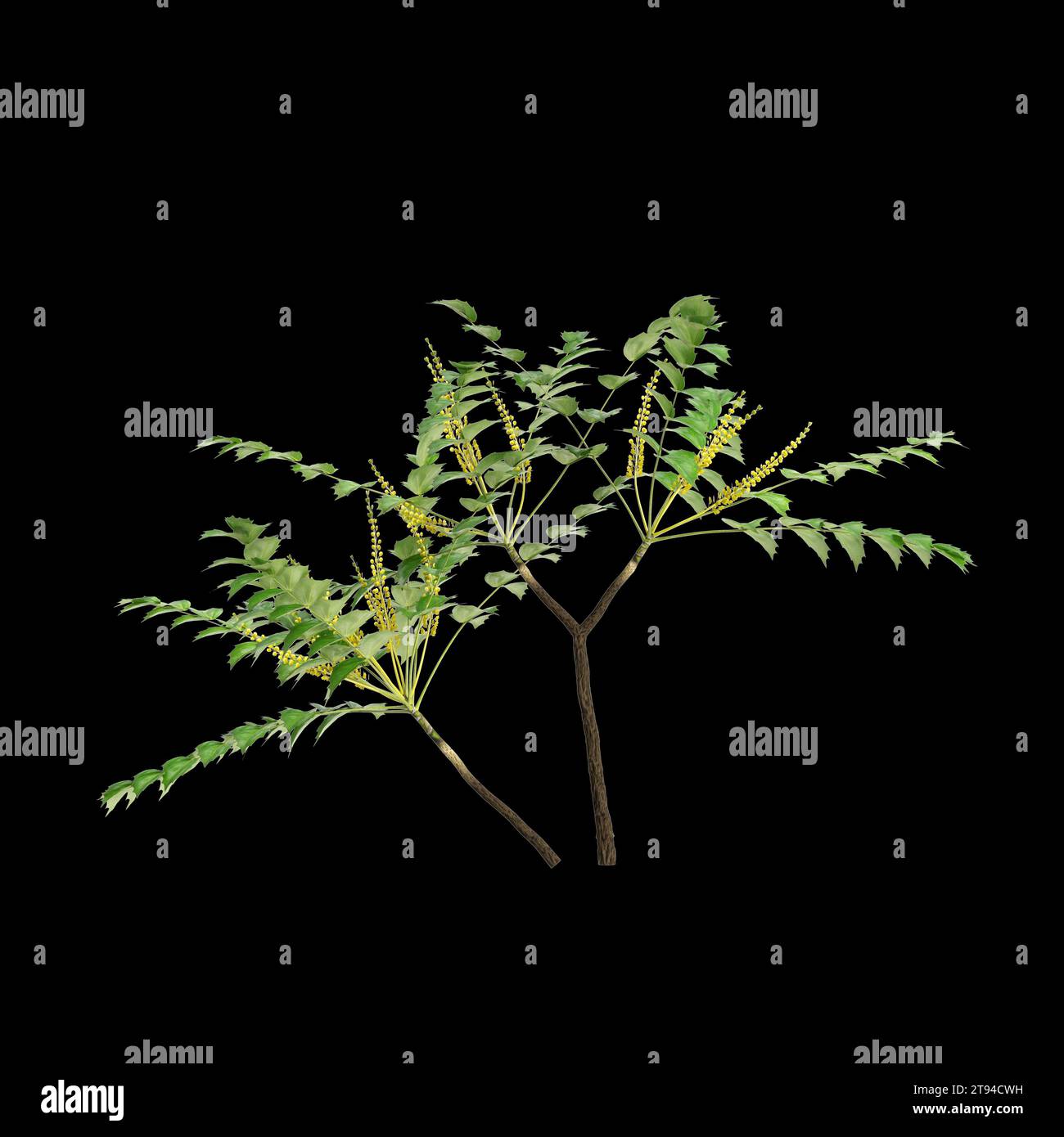3d illustration of Mahonia japonica tree isolated on black background Stock Photo
