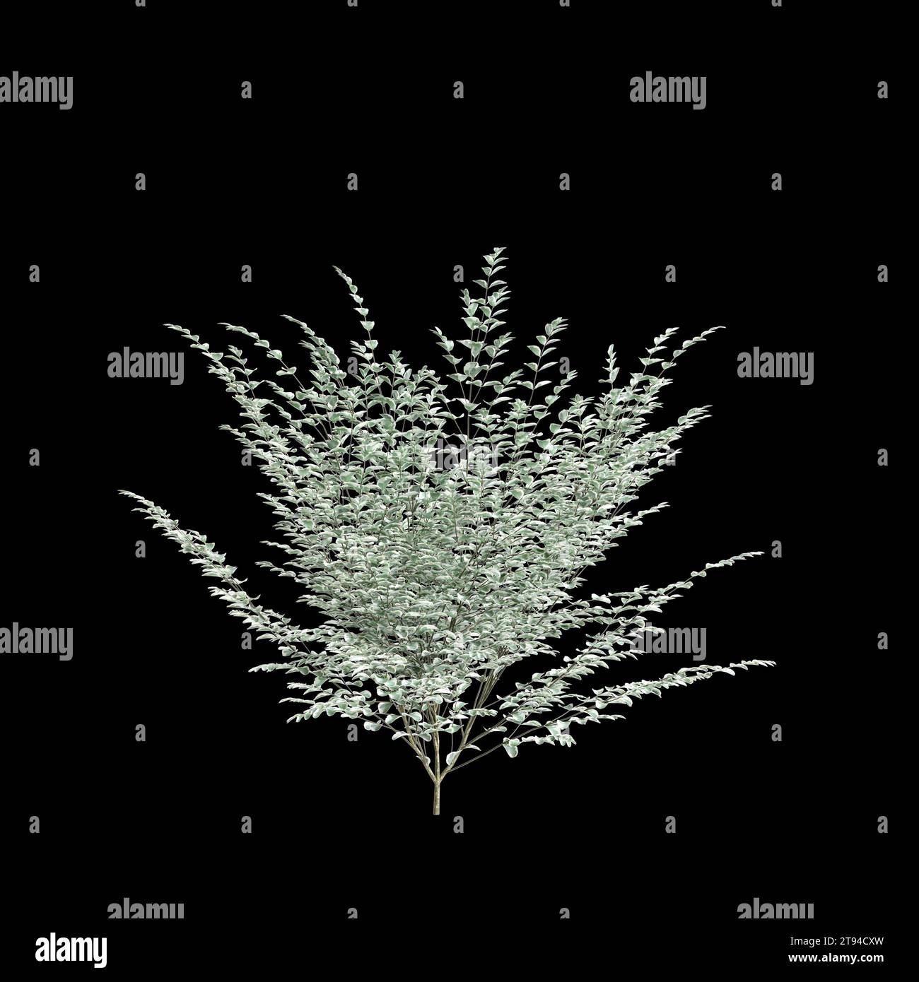 3d illustration of Ligustrum sinense Variegatum tree isolated on black background Stock Photo