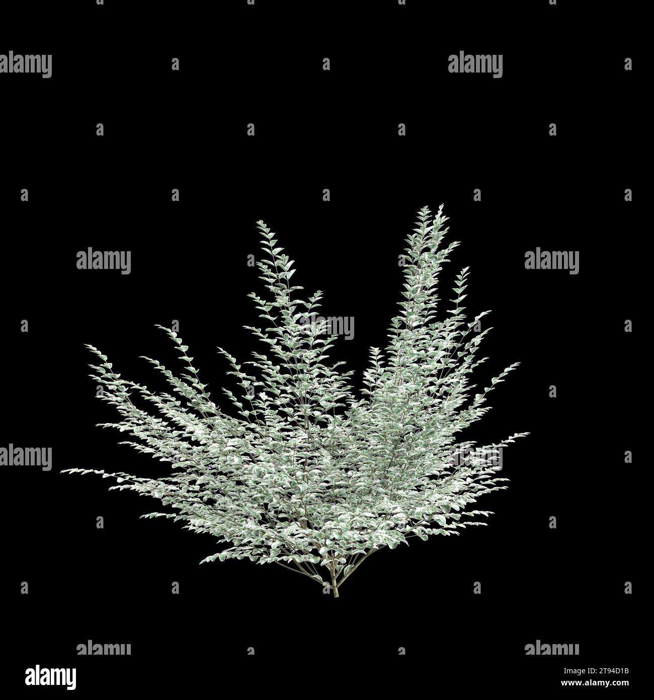 3d illustration of Ligustrum sinense Variegatum tree isolated on black background Stock Photo