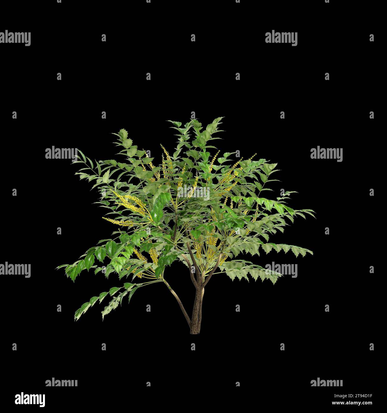 3d illustration of Mahonia japonica tree isolated on black background Stock Photo