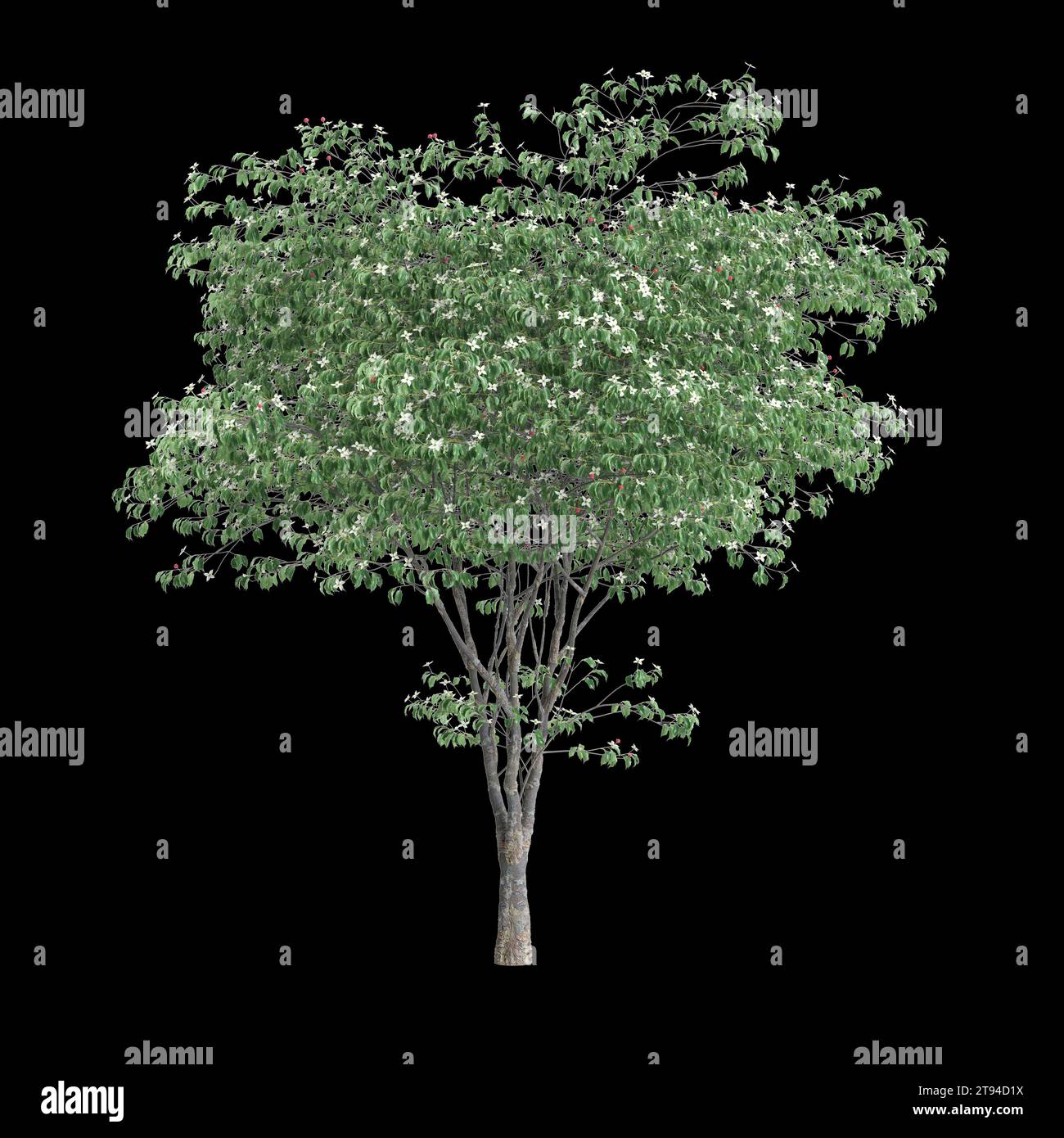 3d illustration of Cornus kousa tree isolated on black background Stock Photo
