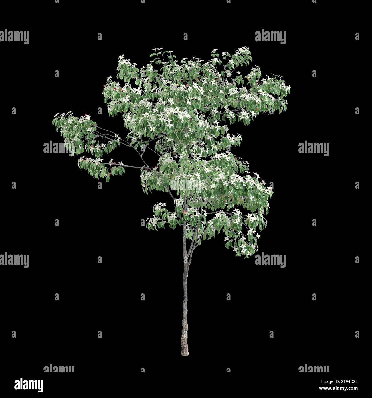 3d illustration of Cornus kousa tree isolated on black background Stock Photo
