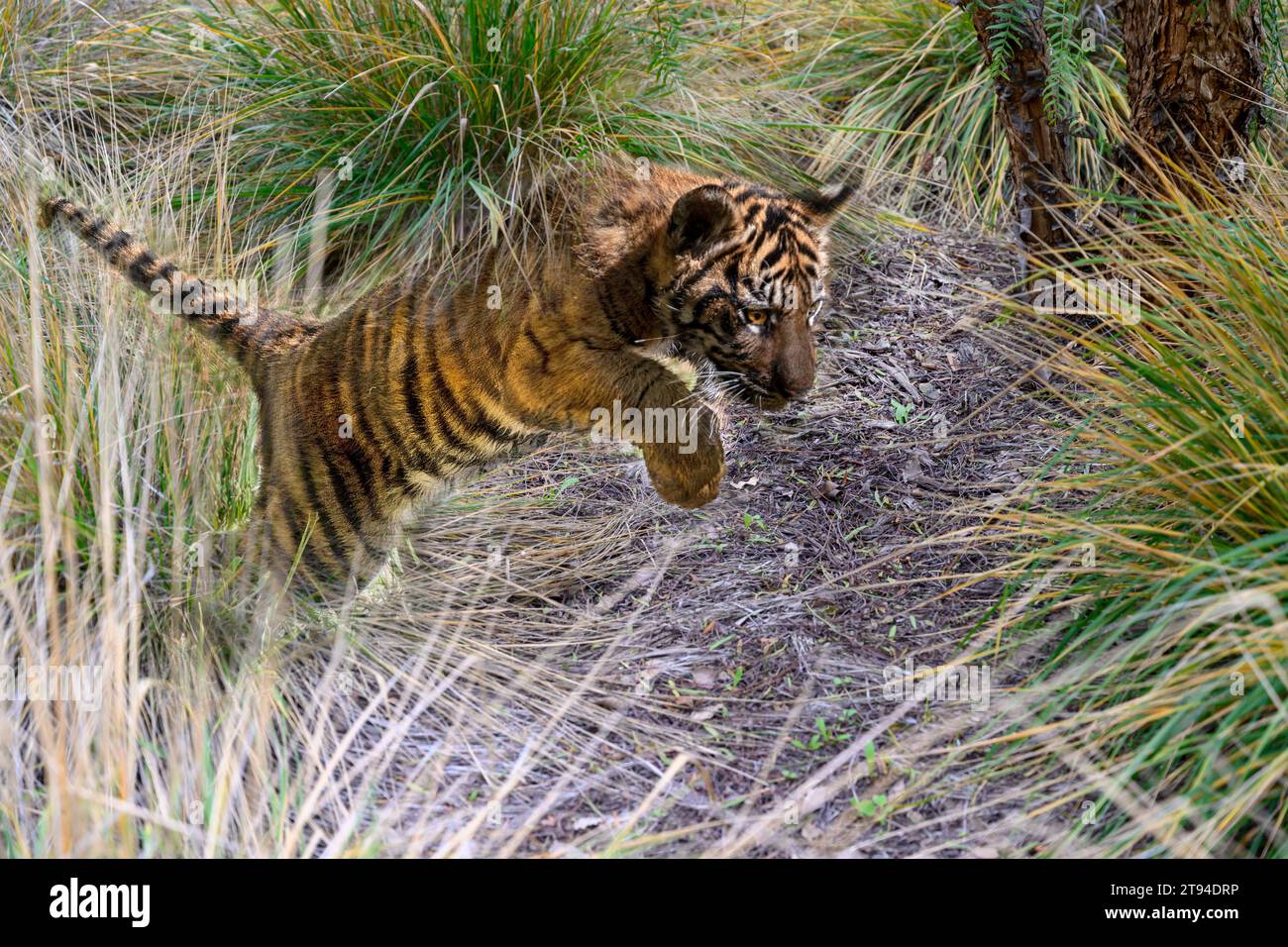 Tiger cub jumping through the bush. Stock Photo