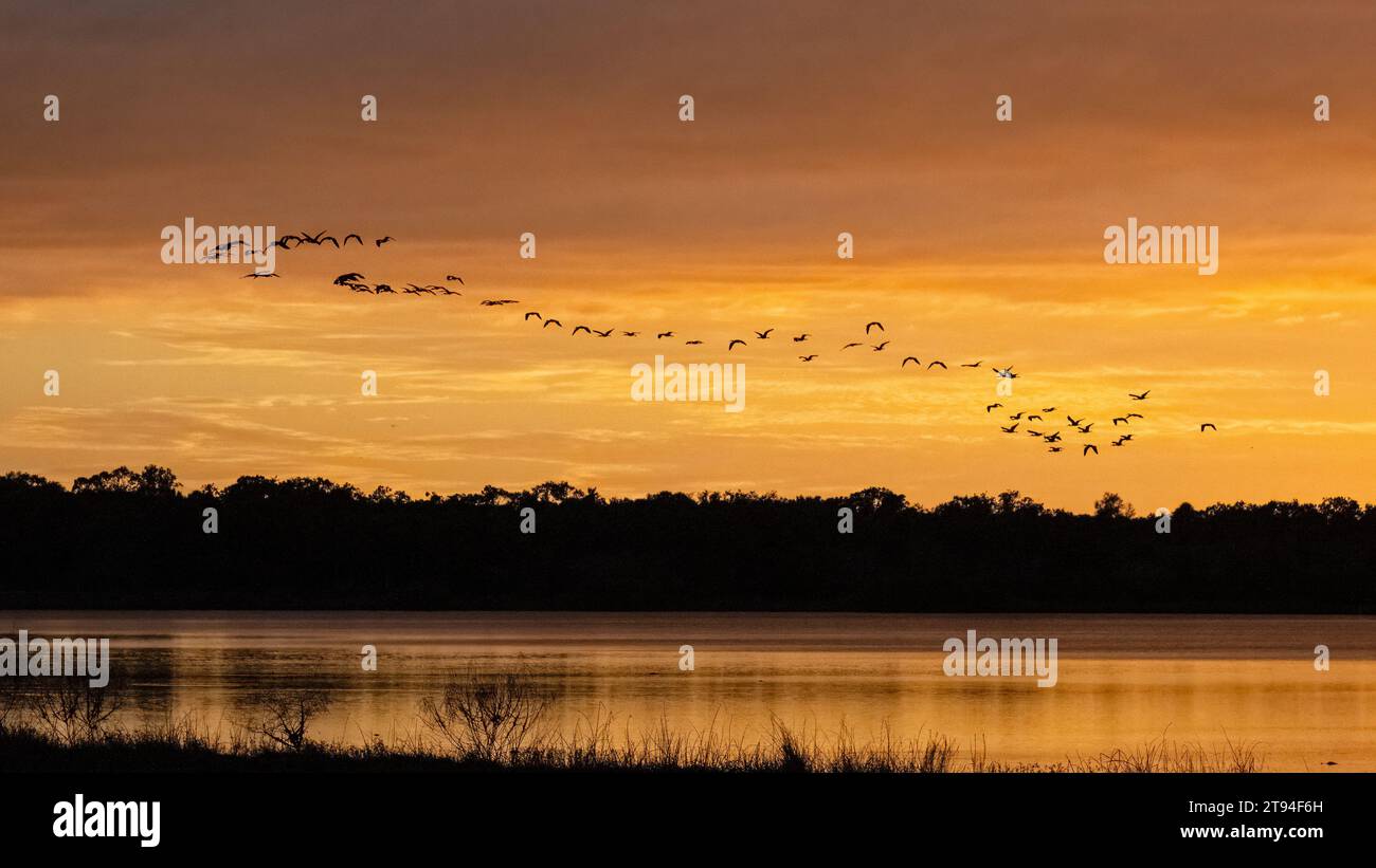 Flock of birds flying aganist a sunset sky over Upper Myakka Lake in Myakka River State Park in Sarasota Florida USA Stock Photo