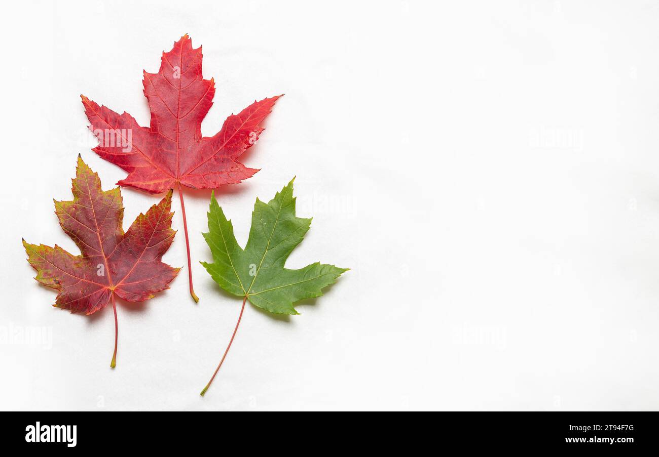 Red and green maple leaves on white background with copy space for text ...